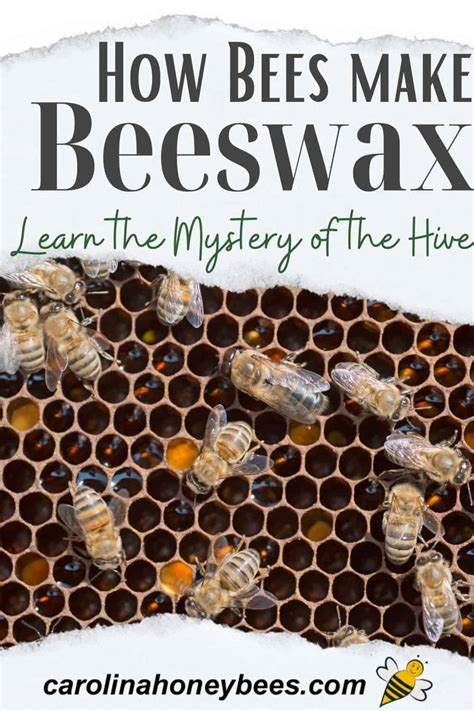 How Do Bees Make Beeswax Carolina Honeybees