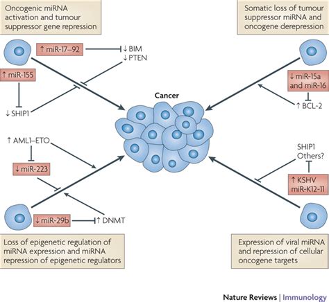 Mechanisms Of Microrna Contribution To Cancer Micrornas Mirnas Can