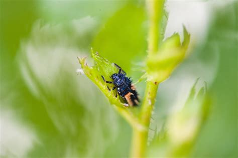 Verzicht Auf Insektizide Und Akarizide Im Gem Sebau Und Einj Hrigen