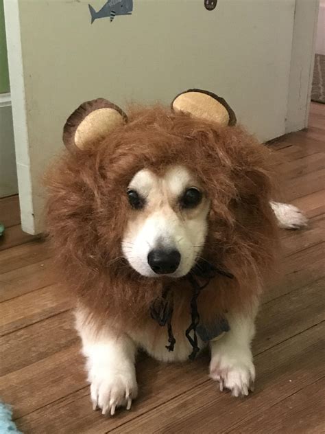 A lion-corgi hybrid : r/Incorgnito