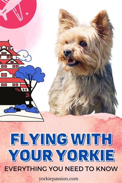 Flying With Your Yorkie Everything You Need To Know Yorkie Passion