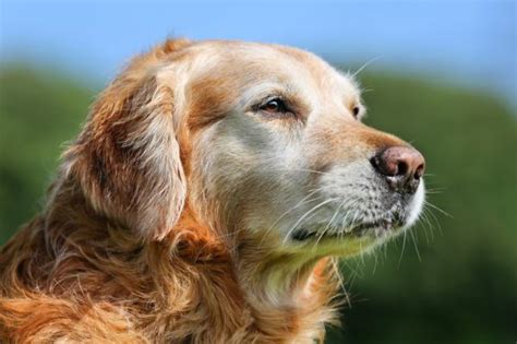 Fisioterapia para cachorros artrose tratamentos e benefícios