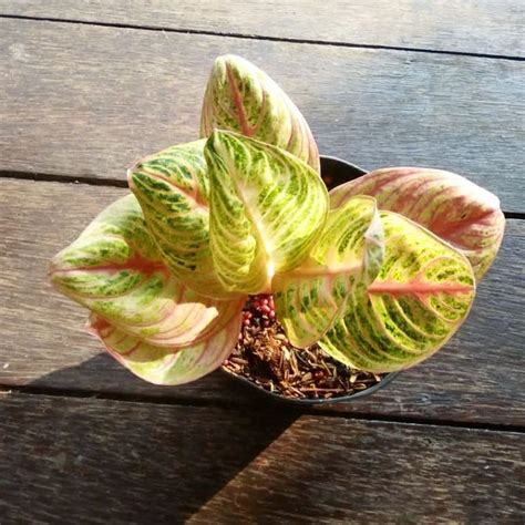 Jual Aglaonema Baby Anakan Marsha Anjani Shopee Indonesia