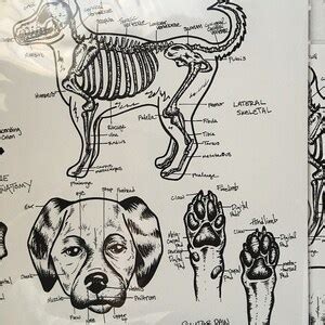 Canine Dog Anatomy Diagram Print Poster, Vet Tech, Veterinarian, Wall ...