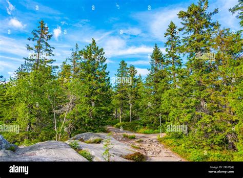 Hiking trail at Koli national park in Finland Stock Photo - Alamy