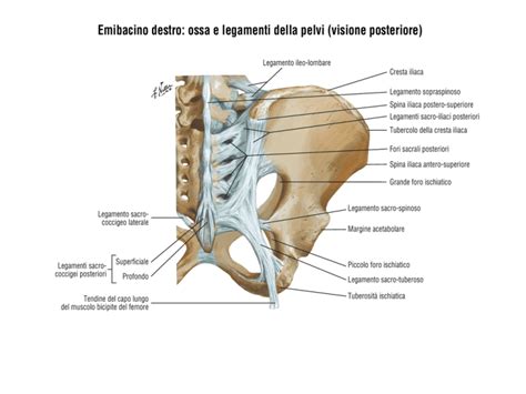 Emibacino Destro Ossa E Legamenti Della Pelvi