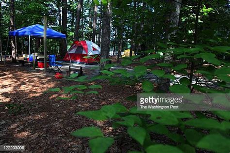 Pocomoke State Forest Photos and Premium High Res Pictures - Getty Images