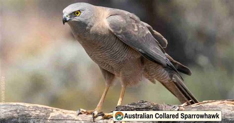 Understanding Raptors | A Guide to Australian Birds of Prey
