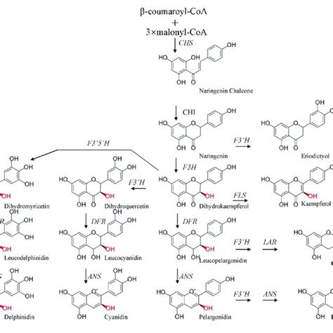 Genes Involved In Flavonoid Biosynthesis And Total Transcription