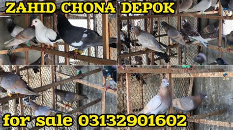 For Sale Zahid Ustad Chona Depok New Kutch Pare Kabutar