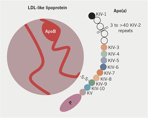 How To Measure Lipoprotein A And In Whom The British Journal Of