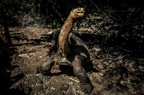 Meet Diego The Centenarian Whose Sex Drive Saved His Species The New