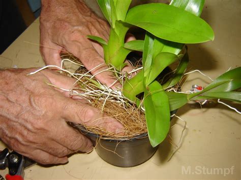 Como Plantar Orquídeas em Vasos Carvão Troncos na Terra VEJA