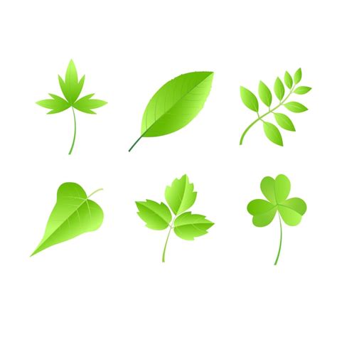 Premium Vector Green Leaf Vector Set Collection Vector Illustration