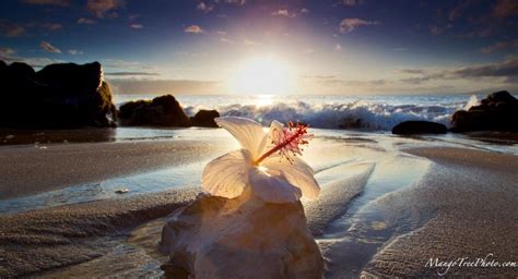 Hibiscus On The Beach At Sunset Sunsets Hawaii Hawaii Pictures