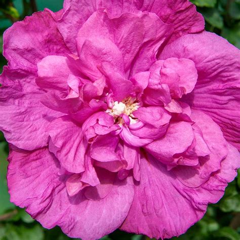 Magenta Chiffon® Hibiscus Syriacus Rose Of Sharon 4 Pot Proven