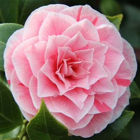 Camellia Japonica Bonomiana Outdoor Garden Shrub Free Uk Delivery