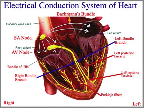 Anatomy Of The Electrical Heart Diagram Anatomy Of The Cardi