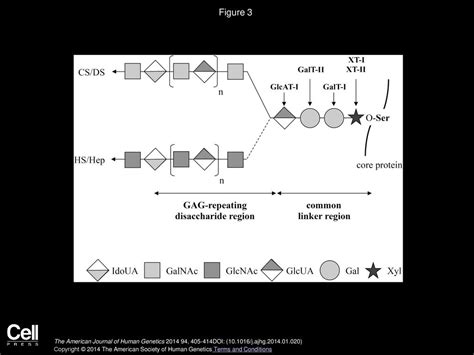 XYLT1 Mutations in Desbuquois Dysplasia Type 2 - ppt download