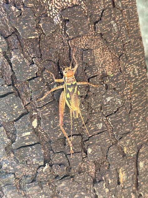 Cardiodactylus Guttulus In November By Nakatada Wachi Inaturalist