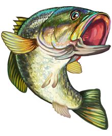 clip art of bass fish 20 free Cliparts | Download images on Clipground 2024