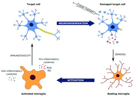 The Central Role Of Microglial Cells In The Viral Vector Sensing And