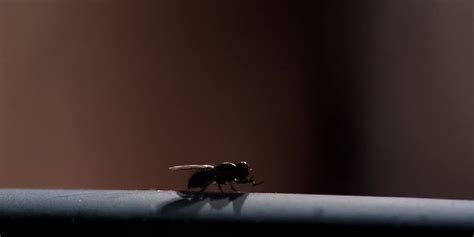 Breaking Bad Why Fly Is A Masterpiece Episode In The Popular Series