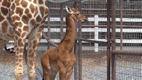 Rare, spotless giraffe born at Tennessee zoo gets name