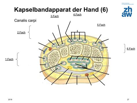 Querschnitt Hand Diagram Quizlet