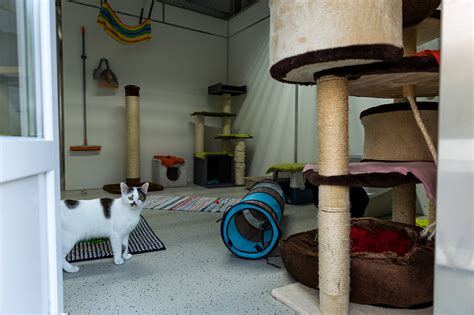 Neue Unterkunft F R Unsere Katzen Tierheim Rottweil