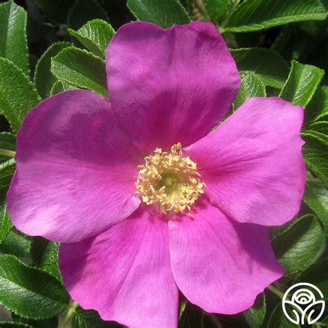 Rosa Rugosa Rose - Rugosa - Exceptionally Fragrant – Heirloom Roses