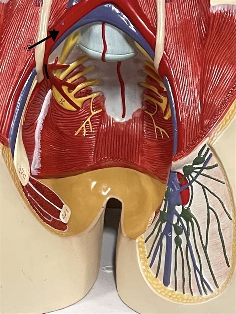 Anatomy Practical Pelvis Perineum Torso Model A Diagram Quizlet