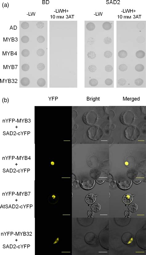 Changing a conserved amino acid in R2R3‐MYB transcription repressors ... 