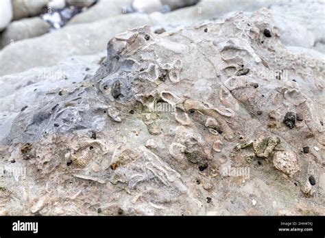 sea sponge fossils   rock  beachy head eastbourne uk stock photo