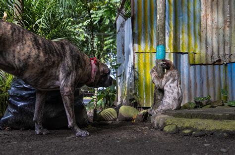 2022 Wildlife Photographer Of The Year Awards Have Been Announced The