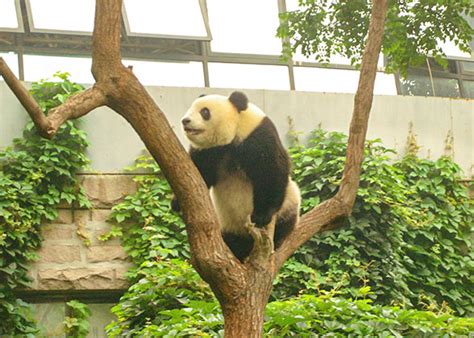 Beijing Zoo, Panda House – With 5,000 Animals in 450 Species