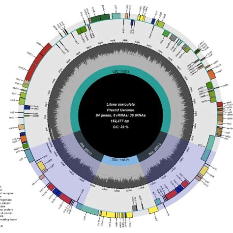 Circular Map Of Chloroplast Genome Of Litsea Auriculata With Annotated