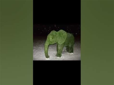 Слон из мха..💀 - YouTube