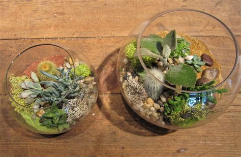 Sammy’s Flowers: Summer Succulent Terrariums