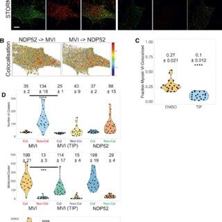 Cluster Analysis And Colocalization Of Myosin VI And NDP52 A