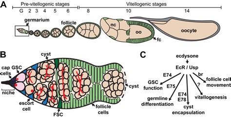 Drosophila Oogenesis Stages