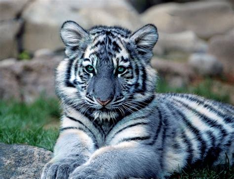 How Nature Evolved Blue Tigers And Other Quirks Of ‘neutral Theory