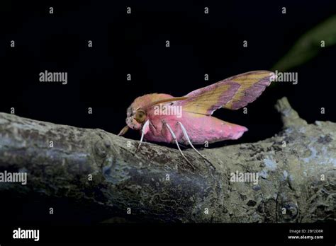 Small pink elephant hawk moth stands out with its vibrant colors on a