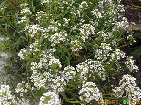 Алиссум однолетний: растение для поднятия настроения