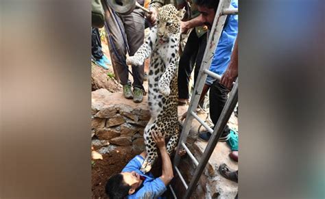 Incredible Rescue A Veterinarian In Guwahati Descended A 30 Foot Dry