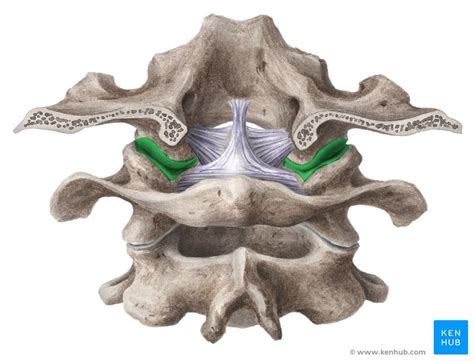 Facettengelenk Anatomie Und Klinik Kenhub