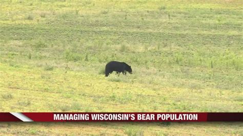 Managing Wisconsins Black Bear Population