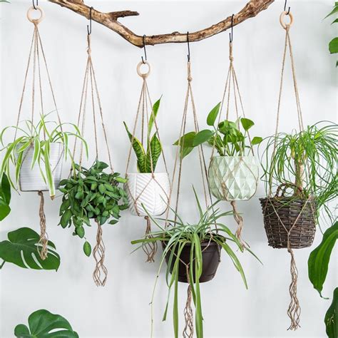indoor wall plant hangers etsy