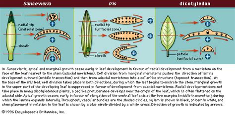 Lamina | plant leaf | Britannica