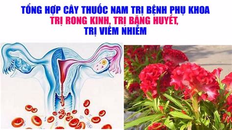 C Y Thu C Nam Tr B Kinh Tr Rong Kinh Thu C Nam Tr B Nh Ph Khoa